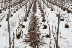 Vinter-Champagne